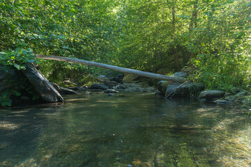 Crystal clear river surrounded by vegetation and stones