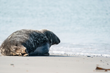 Fototapeta premium Common Seal Phoca vitulina lying on the beach, sea in background, Helgoland, Germany