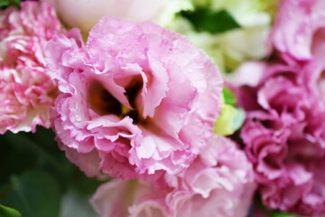 Pink carnation flower close up with filter color