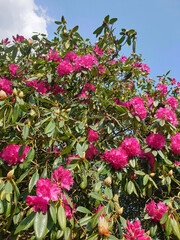 Rododendro in fiore