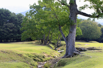 Fototapeta premium 奈良公園