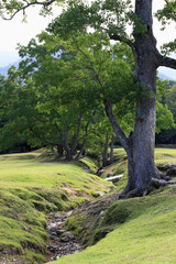 奈良公園