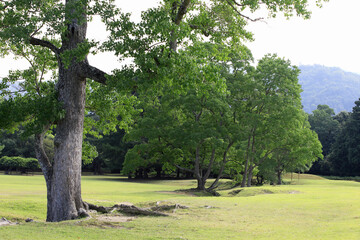 Obraz premium 奈良公園