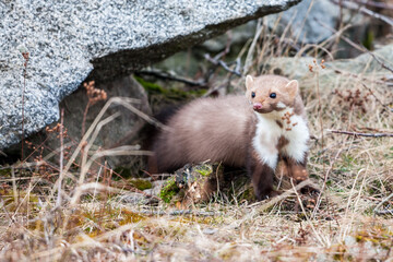 Stone marten, Martes foina, with clear green background. Beech marten, detail portrait of forest animal. Small predator sitting on the beautiful green moss stone in the forest. Wildlife scene, France