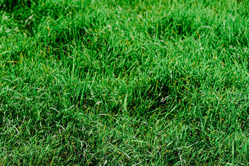green grass background