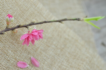 Peach flower blooming in raw cloth background
