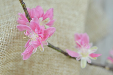 Peach flower blooming- lunar new year series