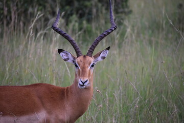 impala in the savannah