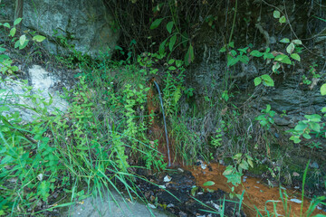water fountain in the undergrowth