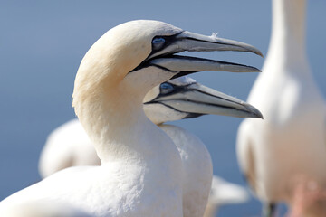 In fresh colors a huge Northern Gannet colony with many birds on the edge of steep cliffs above the ocean. Ornithology travel and tourism destination