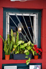 window with flowers
