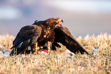 White Tailed Eagle (Haliaeetus albicilla) in flight. Also known as the ern, erne, gray eagle, Eurasian sea eagle and white-tailed sea-eagle. Wings Spread. Poland, Europe. Birds of prey.