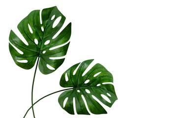 Monstera bladeren geïsoleerd op een witte achtergrond, close-up van tropische bladeren of kamerplant die binnen groeien voor decoratieve doeleinden.