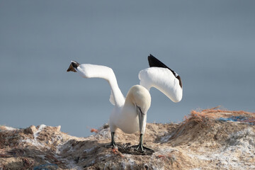 Northern gannet with spreadout wings landing in a breeding colony at cliffs of Helgoland island, Germany