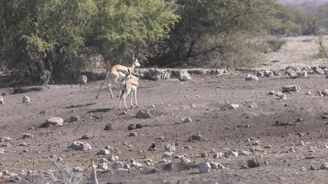 Springbok bouncing away from a watering hole in Etosha NP Namibia