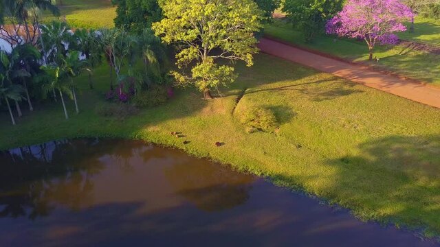 Carpinchos (Capyvara) rodents sunbathing in the grass shore of an artificial lagoon in Las Marias industry complex. Enviromental conciousness in Yerba Mate production, in Corrientes, Argentina.