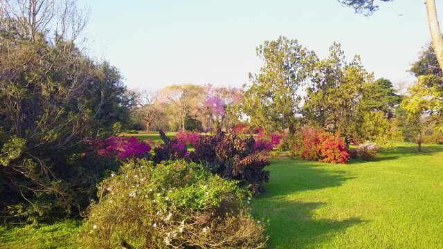 Garden in bloom. Azaleas, Lapachos and other exotic trees in a perfectly mowed lawn. Garden in Las Marias, province of Corrientes, Argentina. Part two