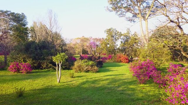 Garden in bloom. Azaleas, Lapachos and other exotic trees in a perfectly mowed lawn. Garden in Las Marias, province of Corrientes, Argentina. Part one