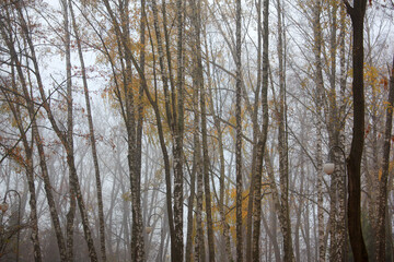 Colored leaves on the autumn trees