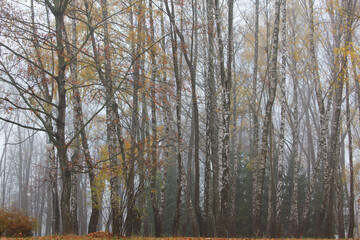 Fototapeta premium Colored leaves on the autumn trees