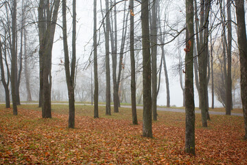 In the autumn forest with colored leaves