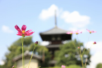 法起寺とコスモス
