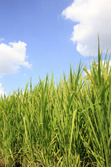 Obraz premium 田園