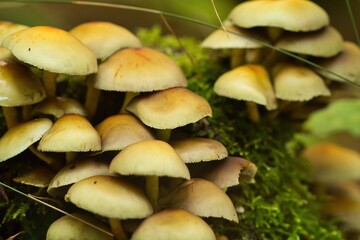 Nahaufnahme einer Gruppe von Pilzen auf grünem Moos im Herbst im Wald
