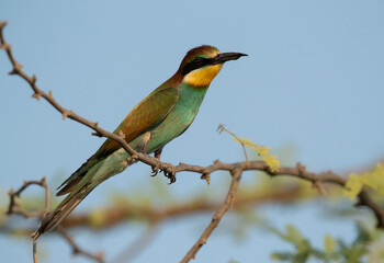 Portrait of a European bee-eater perched on a tree, Bahrain. A backlit image.