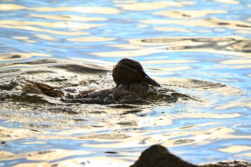 kaczka krzyzowka © Robert