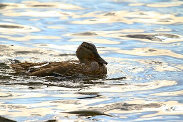 kaczka krzyzowka © Robert