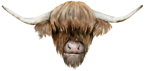 Scottish highland cow head. Hand-drawn watercolor illustration. Year of the Ox 2021.