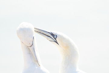 In soft light, two Northern Gannets heads welcome after landing. Soft light in high-key