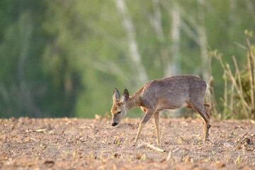 sarna © Robert