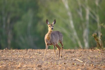 sarna © Robert
