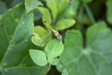 Yellow dragonfly (Long-legged marsh glider) holding on the leaf. 