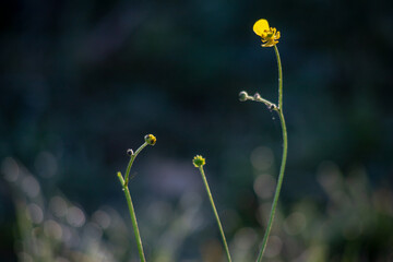 yellow flower in the field