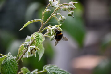 raspberry bush branch with flowers and young green unripe berries in the garden in spring. a bumblebee is sitting on a flower