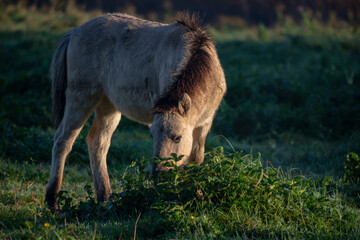 Fototapeta premium horse in the meadow