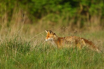 lisek © Robert