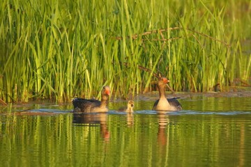 ges gegawa © Robert