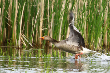 ges gegawa © Robert