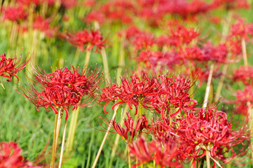 晴天の下に咲く彼岸花の群生