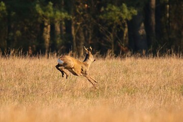 koziol © Robert