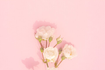 Sprigs of small roses white on pink background, copy space. Minimal style flat lay. For greeting card, invitation. March 8, February 14, birthday, Valentine's, Mother's, Women's day concept.