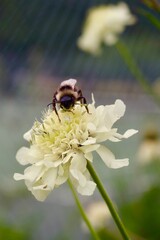 Bee on yellow peony flower