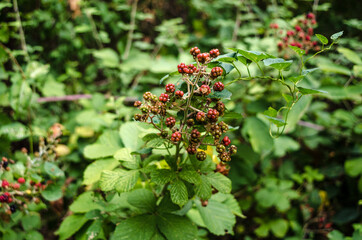 Red and black wild blackberries bushes and branches on green leaves background a sunny summer day