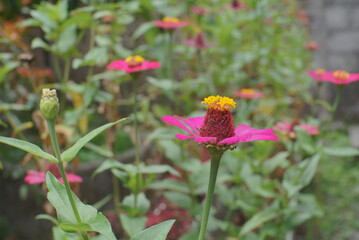 red and yellow flowers