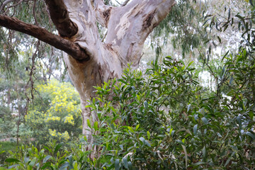 eucalypt tree in bushland with wattle in background shot in selective focus