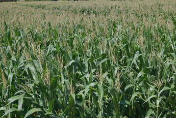 Corn field with blue skies background from several angle.